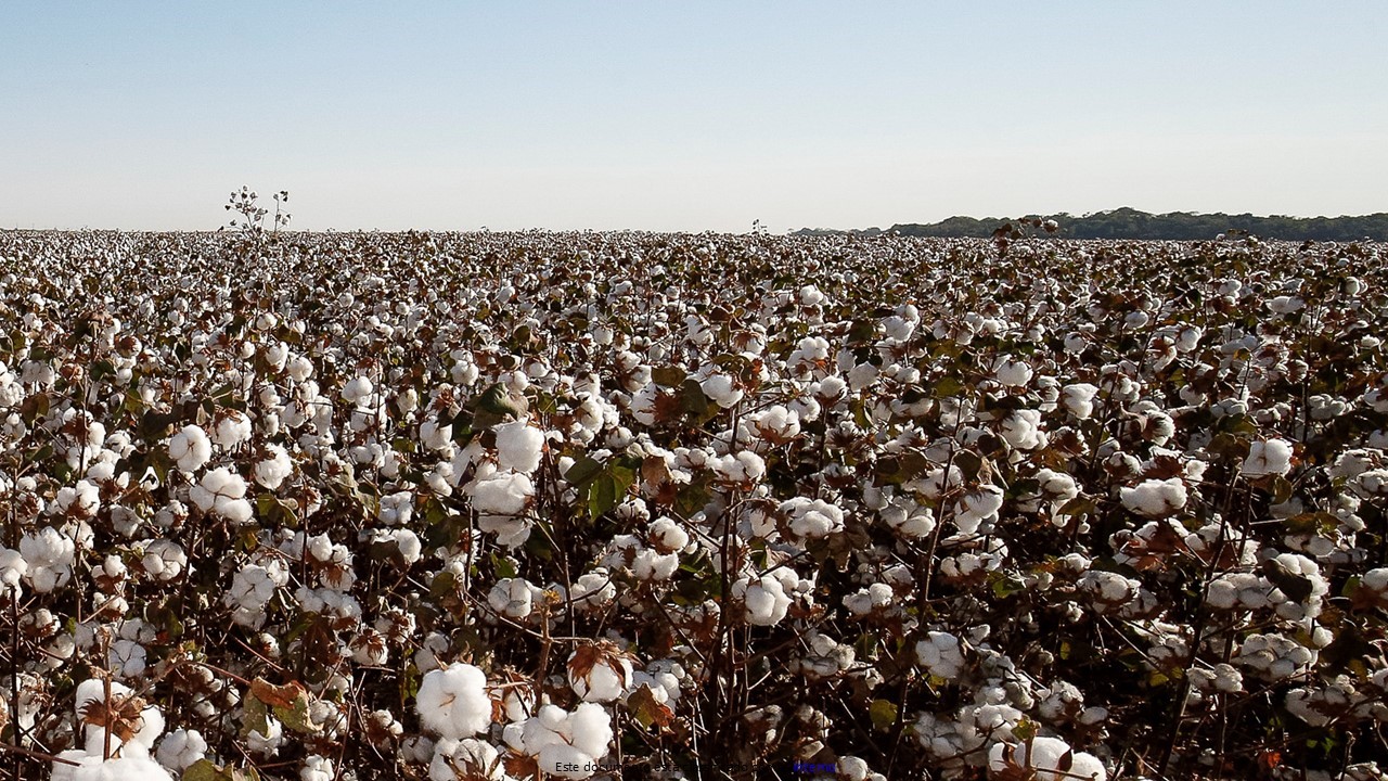 Nordeste deverá alcançar produtividade média de quilos por hectare FOTO Alan Santos PRAgência Brasil