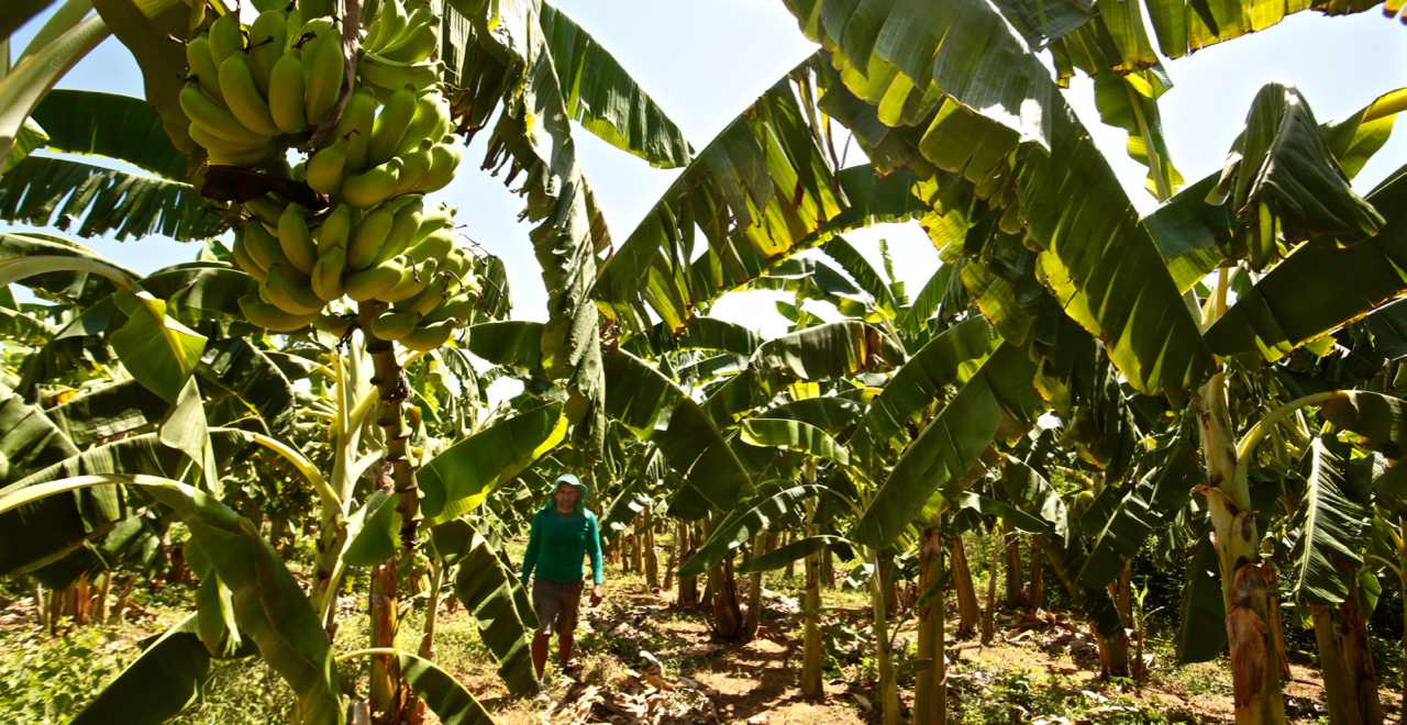Bananicultura no leste alagoano está sendo impulsionado pelo Prodeter - Crédito: Tibico Brasil