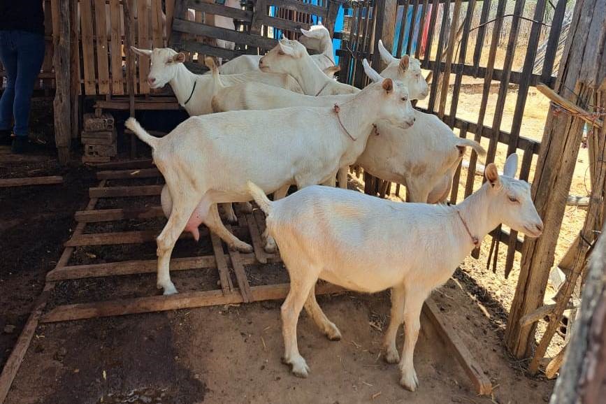 Projeto apoiado pelo Fundeci do BNB fortalece caprinocultura no agreste alagoano