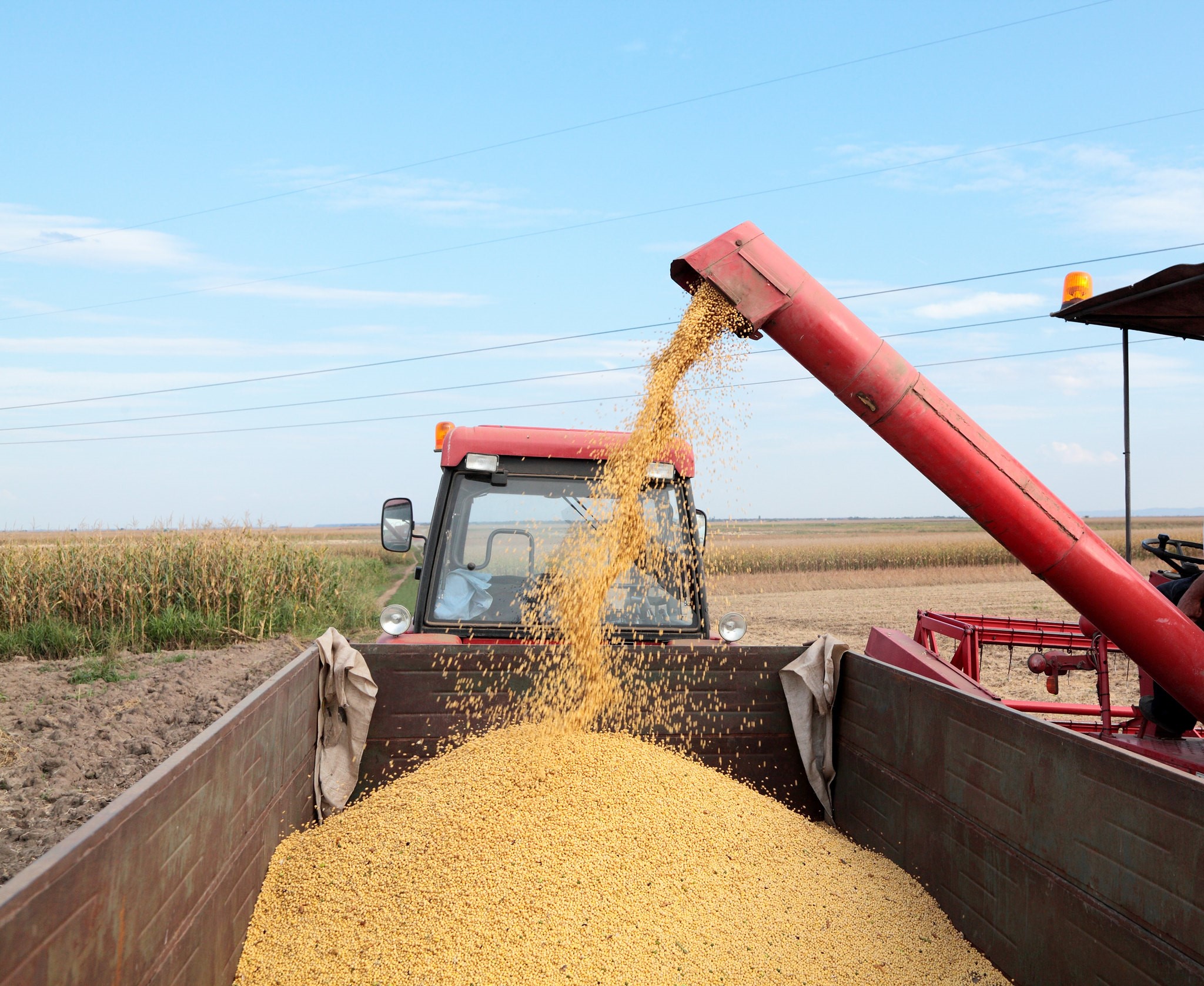 Soja deve registrar maior crescimento entre os itens da safra FOTO Divulgação